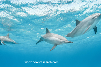 Creating an AI Model to Understand Dolphin Communication