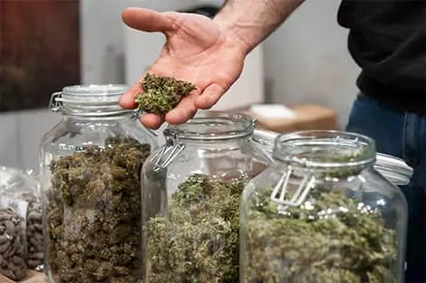 Your Go-To Choice for Fast Home Cannabis Delivery in Hartsdale